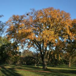 Ulmus americana (American Elm), habit, fall