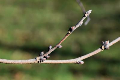 Ulmus bergmanniana var. lasiophylla (Hairy-leaved Bergmann's Elm), bud, lateral