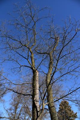Ulmus ×hollandica 'Rugosa Pendula' (Rugosa Weeping Netherland Elm), habit, winter