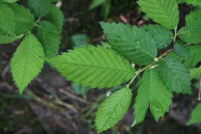 Ulmus ×intermedia (Siberian-slippery Elm Hybrid), leaf, upper surface