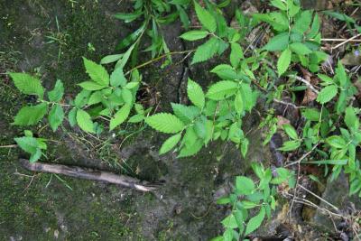 Ulmus ×intermedia (Siberian-slippery Elm Hybrid), habit, spring