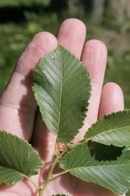 Ulmus ×hollandica 'Klemmer' (Klemmer Netherland Elm), leaf, upper surface