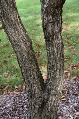 Ulmus ×mesocarpa (Japanese-bigfruit Hybrid Elm), bark, trunk