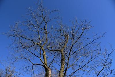 Ulmus ×hollandica 'Rugosa Pendula' (Rugosa Weeping Netherland Elm), habit, winter