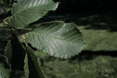 Ulmus ×hollandica 'Klemmer' (Klemmer Netherland Elm), leaf, summer