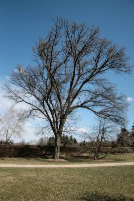 Ulmus americana 'Moline' (Moline American Elm), bark, trunk