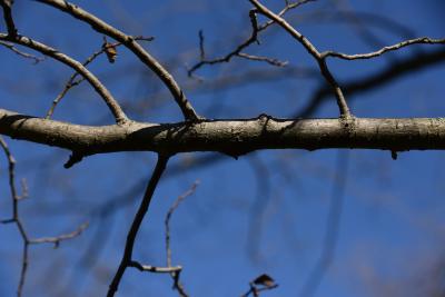 Ulmus ×hollandica 'Rugosa Pendula' (Rugosa Weeping Netherland Elm), bark, branch