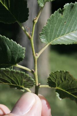 Ulmus ×hollandica 'Klemmer' (Klemmer Netherland Elm), bud, lateral