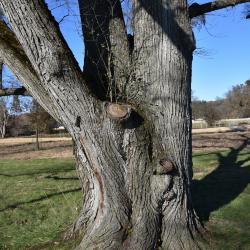 Ulmus ×hollandica 'Vegeta' (Vegeta Netherland Elm), bark, trunk