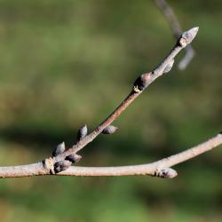 Ulmus bergmanniana var. lasiophylla (Hairy-leaved Bergmann's Elm), bud, lateral