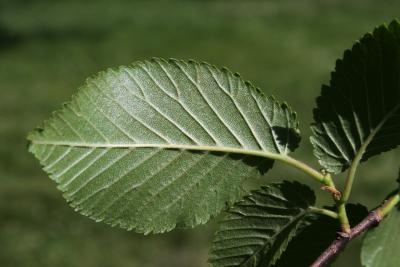 Ulmus ×hollandica 'Klemmer' (Klemmer Netherland Elm), leaf, lower surface