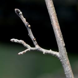 Ulmus ×hollandica 'Rugosa Pendula' (Rugosa Weeping Netherland Elm), bark, twig