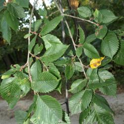 Ulmus americana (American Elm), leaf, summer