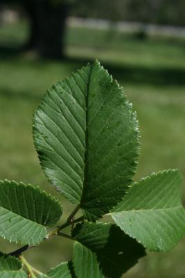 Ulmus ×hollandica 'Klemmer' (Klemmer Netherland Elm), leaf, upper surface