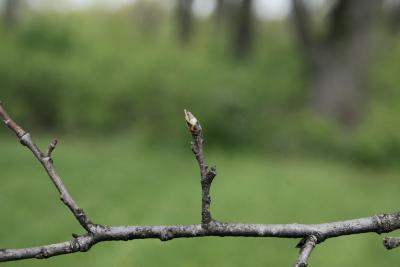 Ulmus ×hollandica 'Klemmer' (Klemmer Netherland Elm), bark, twig