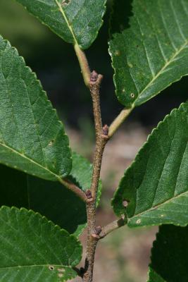 Ulmus glaucescens var. lasiocarpa (Gansu Elm), bark, twig