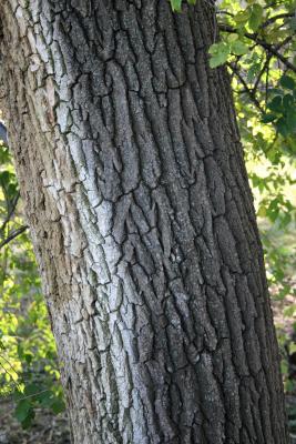 Ulmus pumila (Siberian Elm), bark, mature