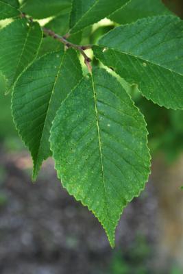 Ulmus glaucescens var. lasiocarpa (Gansu Elm), leaf, upper surface
