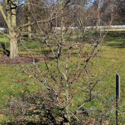 Ulmus macrocarpa (Large-fruited Elm), habit, fall