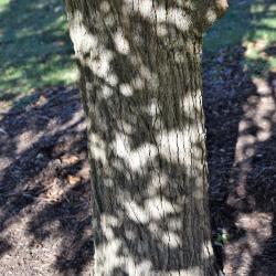 Ulmus crassifolia (Cedar Elm), bark, trunk
