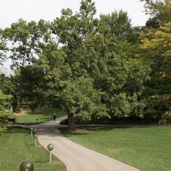Ulmus parvifolia (Lacebark Elm), habit, fall