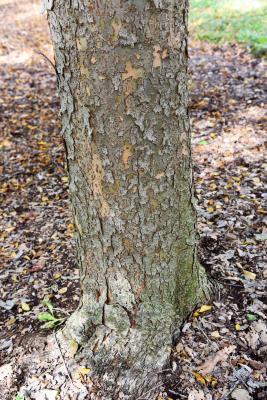 Ulmus lamellosa (Hebei Elm), bark, trunk
