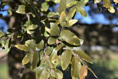 Ulmus crassifolia (Cedar Elm), leaf, lower surface