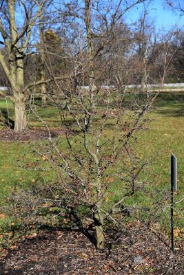 Ulmus macrocarpa (Large-fruited Elm), habit, fall