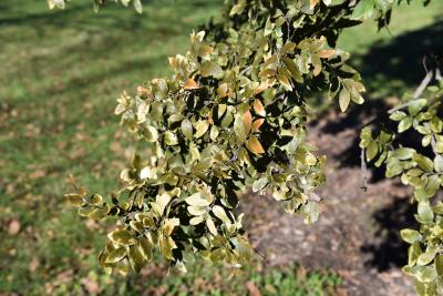 Ulmus crassifolia (Cedar Elm), leaf, fall