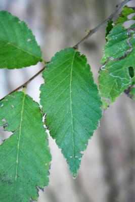 Ulmus pumila (Siberian Elm), leaf, upper surface