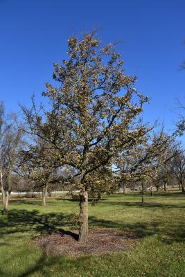 Ulmus crassifolia (Cedar Elm), habit, fall