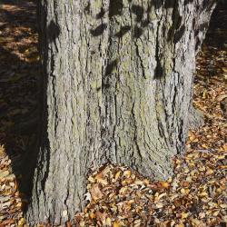 Ulmus davidiana var. japonica (Japanese Elm), bark, mature