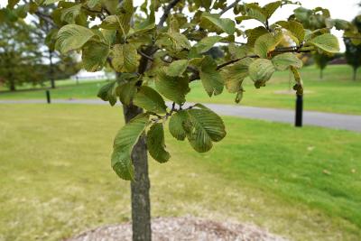 Ulmus davidiana var. japonica 'JFS, Bieberich' (EMERALD SUNSHINE) (EMERALD SUNSHINE® Japanese Elm), leaf, fall