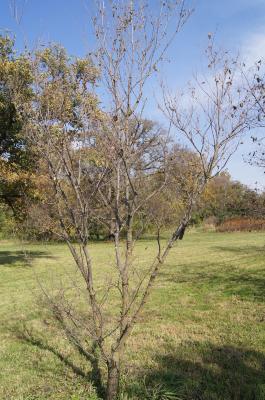 Ulmus laciniata (Manchurian Elm), habit, fall