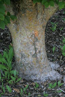 Ulmus glaucescens var. lasiocarpa (Gansu Elm), bark, mature