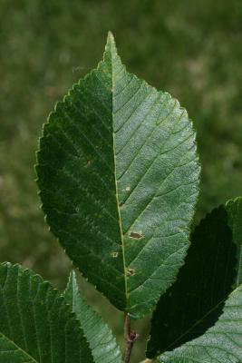 Ulmus glaucescens var. lasiocarpa (Gansu Elm), leaf, upper surface
