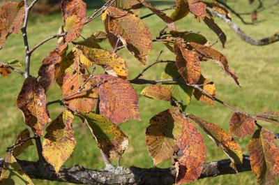 Ulmus chenmoui (Chenmou Elm), leaf, fall
