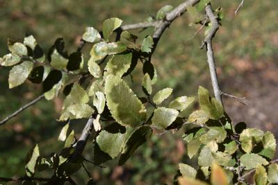 Ulmus crassifolia (Cedar Elm), leaf, fall