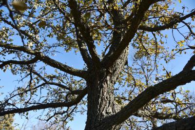 Ulmus crassifolia (Cedar Elm), bark, branch
