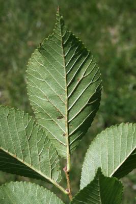 Ulmus glaucescens var. lasiocarpa (Gansu Elm), leaf, lower surface