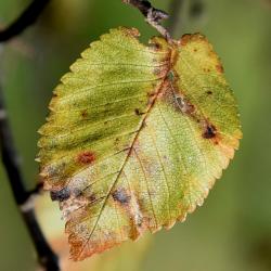 Ulmus minor (European Field Elm), leaf, upper surface