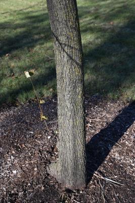 Ulmus minor (European Field Elm), bark, mature