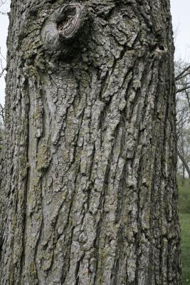 Ulmus hollandica 'Klemmer' (Klemmer Netherland Elm), bark, trunk