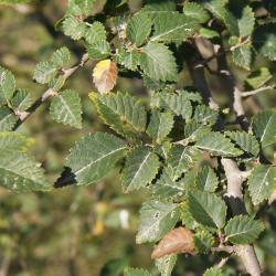 Ulmus glaucescens (Gansu Elm), leaf, fall