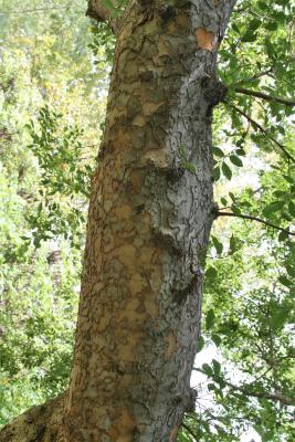 Ulmus parvifolia (Lacebark Elm), bark, branch