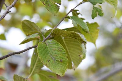 Ulmus davidiana var. japonica 'JFS, Bieberich' (EMERALD SUNSHINE) (EMERALD SUNSHINE® Japanese Elm), leaf, fall