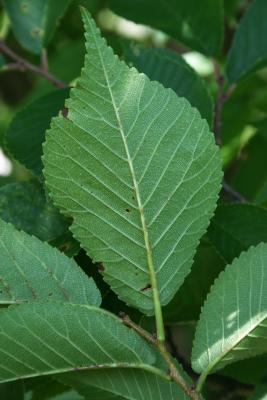 Ulmus glaucescens var. lasiocarpa (Gansu Elm), leaf, lower surface