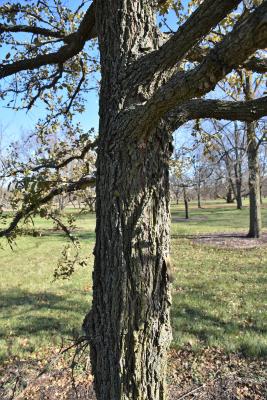 Ulmus crassifolia (Cedar Elm), bark, mature