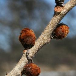 Ulmus rubra (Slippery Elm), bud, flower