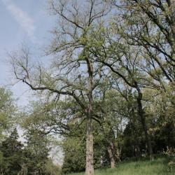 Ulmus rubra (Slippery Elm), habit, spring